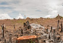 Revelan las 500 empresas responsables del 70 % de la deforestación global
