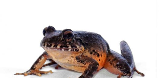 Fotografía sin fechar cedida hoy, martes 6 de junio de 2017, por la Universidad de Costa Rica, de la rana de vientre rojo Craugastor escoces, especie que había sido declarada extinta por la Unión Internacional para la Conservación de la Naturaleza (UICN) en el 2004 y que fue redescubierta el pasado 19 de septiembre de 2016, en el Parque Nacional del Agua de Costa Rica.