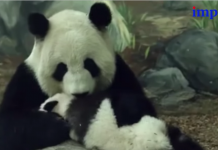 Pandas podrían estar llegando a NYC