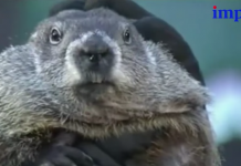 Hoy es el Día de la Marmota