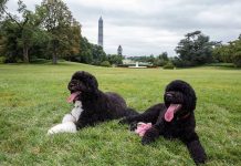 Sunny, la nueva perra de los Obama