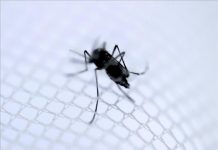 Las autoridades vigilarán los mosquitos portadores del virus del Nilo Occidental y a los que podrían ser portadores del Zika y para ello se fumigarán las áreas donde se reproducen durante la temporada de verano.