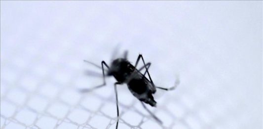 Las autoridades vigilarán los mosquitos portadores del virus del Nilo Occidental y a los que podrían ser portadores del Zika y para ello se fumigarán las áreas donde se reproducen durante la temporada de verano.