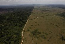 Doce millones de hectáreas de tierras productivas pierde el planeta cada año