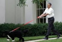 Bo, el perro de los Obama, cumple cuatro años