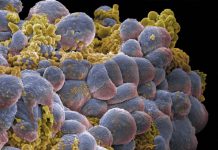 Descubrimiento científico contra el cáncer