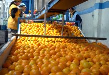 citricos-uruguay-exportaciones-estados-unidos