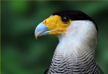 Ecuador pedirá una reducción de la protección de la vicuña para poder comerciar internacionalmente con productos elaborados con su lana, durante la Convención sobre el Comercio Internacional de Especies en Peligro, Fauna Salvaje y Flora (CITES) que empieza mañana en Bangkok.