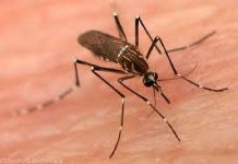 En 50 años, el dengue ha pasado de ser endémico en 9 países a más de 100 El dengue sigue cobrando vidas en Latinoamérica, donde los fallecidos superan los 400 y los casos ascienden a casi 161.000 contagiados, lo que preocupa a los Gobiernos de la región que mantienen las campañas para prevenir el avance del brote.