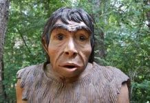 Completan la secuencia del genoma de los Denisovans