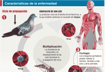 Detectan un caso de rara encefalitis por picadura de mosquito en Florida Las autoridades sanitarias de Florida confirmaron hoy un caso de encefalitis equina en el condado de Hillsborough (costa oeste de Florida), una rara enfermedad viral transmitida por la picadura de un mosquito que provoca la inflamación del cerebro y puede causar la muerte.