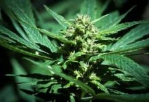 El uso de marihuana en la adolescencia puede afectar a la inteligencia