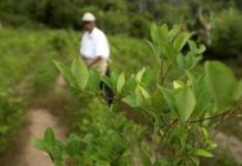 A. Latina, ejemplo de regulaciones alternativas sobre las drogas, según DPA