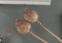 Stop OD NYC ofrece información para ayudar a los neoyorquinos a aprender a prevenir, reconocer y revertir sobredosis de drogas opiáceas