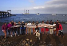 Aparece una serpiente marina gigante frente a costas de Estados Unidos