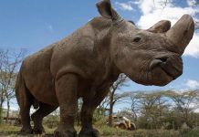 El último rinoceronte blanco recurre a Tinder para salvar la especie