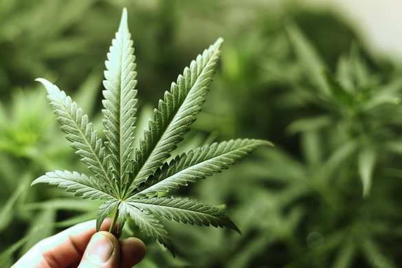 La Asociación de Cannabis Medicinal de Puerto Rico (PRMCA) respalda un proyecto del Senado para investigar la licitud de establecimientos de venta de marihuana medicinal. (foto archivo)