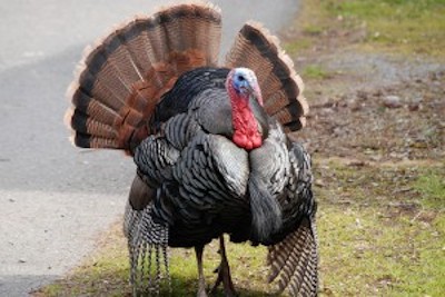 THANKSGIVING tambi&eacute;n: &iquest;debemos acaso borrar del mapa el Dia de Thanksgiving o de Acci&oacute;n de Gracias, que signific&oacute; &ldquo;el inicio del genocidio&rdquo; de los ind&iacute;genas, seg&uacute;n palabras de los &ldquo;cr&iacute;ticos&rdquo; modernos del pasado-?