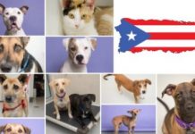 Perros Adopcion Nueva York