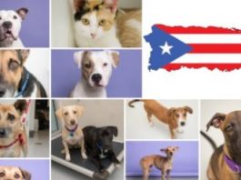Perritos víctimas de desastres naturales buscan un nuevo hogar en la Ciudad de Nueva York Perros Adopcion Nueva York