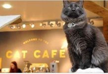 Gatos y Cafe Nueva York