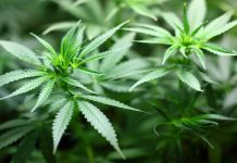Nueva York Marihuana