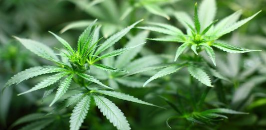Nueva York Marihuana