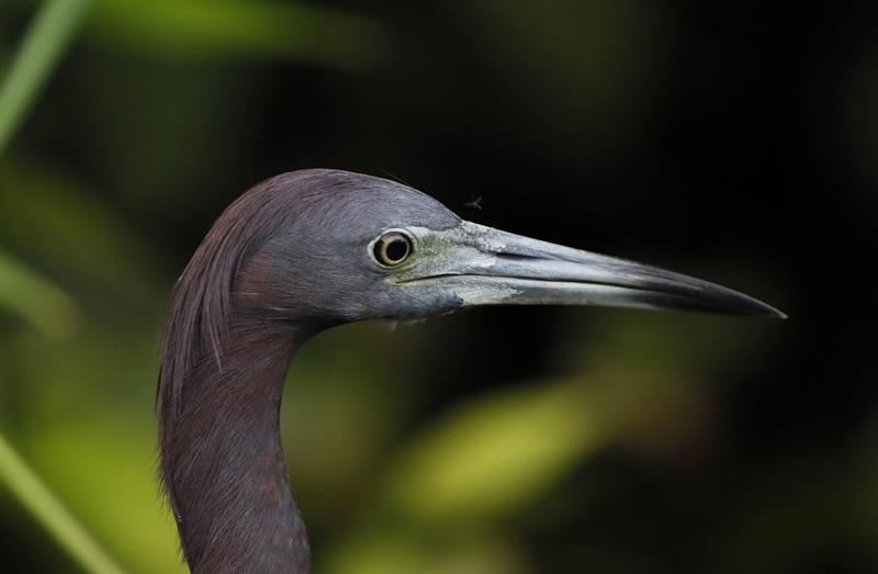 un ave acu&aacute;tica, parte de la fauna del Parque Nacional Tortuguero, en Costa Rica.