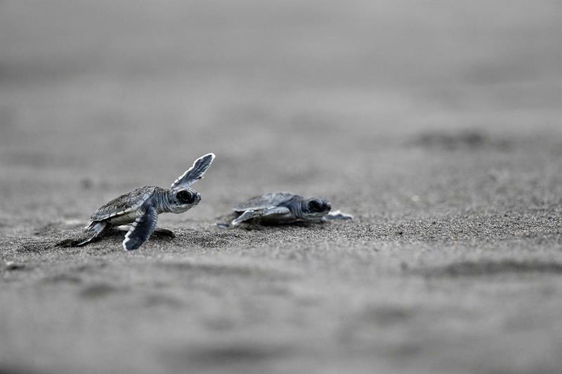 Tortugas verdes reci&eacute;n nacidas que corren hacia las costas del Parque Nacional Tortuguero, en Costa Rica.