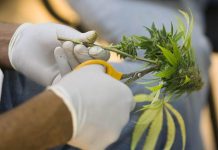 California ya tiene marihuana medicinal. Y ahora hay evidencia de que la hierba podría funcionar como "marihuana conyugal", reavivando el deseo sexual tanto en hombres como en mujeres.