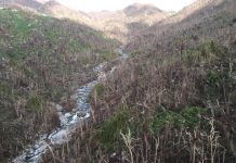 Más de 100 personas trabajan en recuperación de bosque "El Yunque" tras María El Servicio Forestal de Estados Unidos detalló que el bosque sufrió defoliación masiva, una gran cantidad de árboles caídos y deslizamientos.