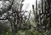 Más de 50 especies de cactus en México forman el mayor santuario del mundo 6 hectáreas repletas de cactus de más de 50 especies en medio del desierto mexicano.