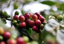 Acuerdan restablecer industria cafetalera en Puerto Rico Firman un acuerdo que facilita las operaciones de los ocho productores y viveristas de semillas más importantes de Puerto Rico.