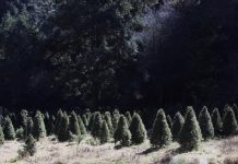 Un sembrado de árboles de Navidad, en la zona del Ajusco en Ciudad de México.