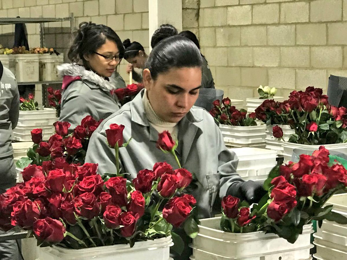 Colombia proyecta exportar 600 millones de flores, de 1.600 variedades y dentro de las cuales se destaca la rosa. (foto twitter)