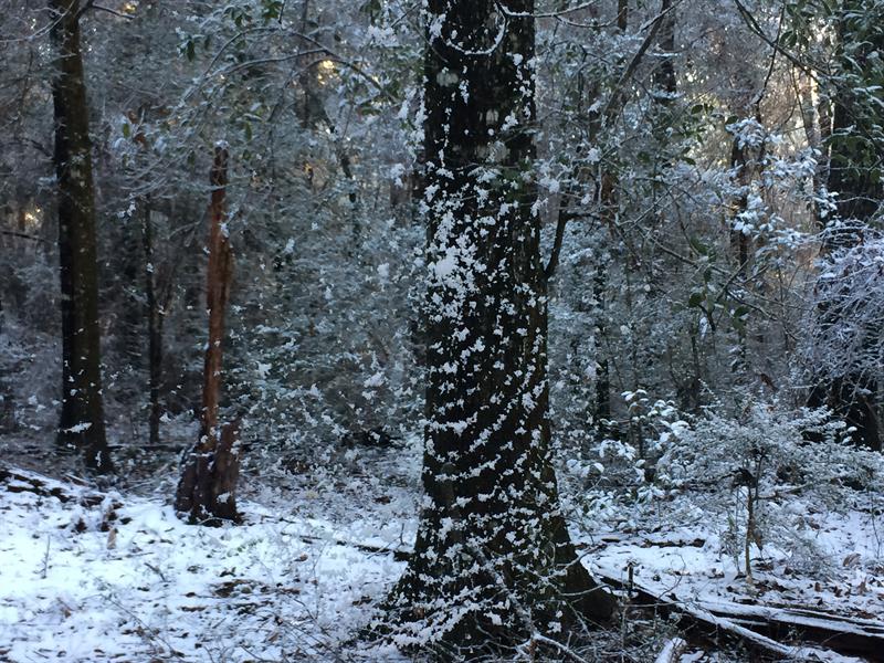 Fotograf&iacute;a cedida por el condado de Santa Rosa que muestra el estado de las nevadas in&eacute;ditas en Jay, un pueblo ubicado en el condado de Santa Rosa en el estado de Florida (EE.UU.). 