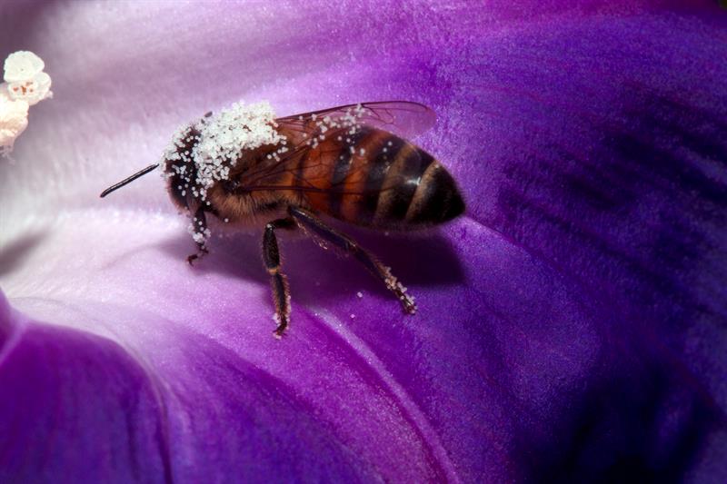 Un ejemplar de Abeja Europea (Apis mellifera).