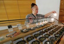 Trump amenaza la ola de legalización de la marihuana en diferentes estados Dispensario de cannabis Harborside en Oakland.