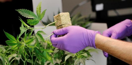 Donald Trump, se dispone a poner fin hoy a una regulación aprobada durante la Administración de su predecesor, Barack Obama, que impedía la interferencia del Ejecutivo federal en las políticas en materia de consumo de marihuana que aprueben los estados.