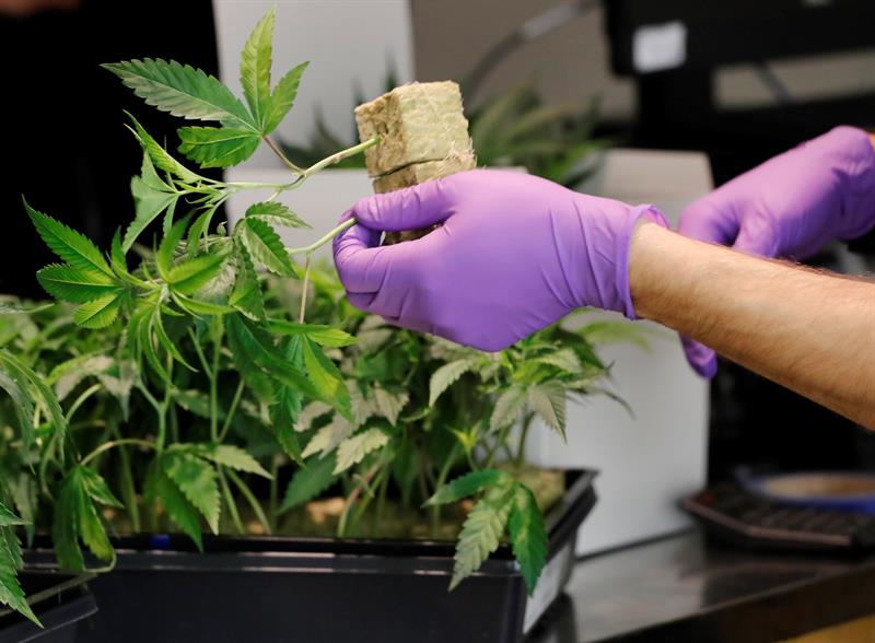 Donald Trump, se dispone a poner fin hoy a una regulaci&oacute;n aprobada durante la Administraci&oacute;n de su predecesor, Barack Obama, que imped&iacute;a la interferencia del Ejecutivo federal en las pol&iacute;ticas en materia de consumo de marihuana que aprueben los estados.