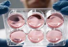 Crean el primer músculo humano funcional a partir de células madre El primer músculo humano funcional logrado a partir de células madre pluripotenciales ya es una realidad. (foto twitter)
