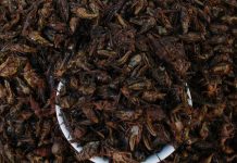 Sopa a base de saltamontes con altos niveles de proteína es creada por joven mexicano