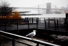 Una gaviota en el borde de la orilla del río Este, durante una tormenta de nieve en Nueva York