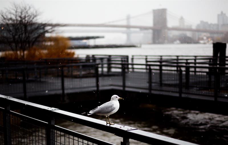 Una gaviota en el borde de la orilla del r&iacute;o Este, durante una tormenta de nieve en Nueva York