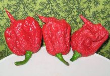 Un hombre que participaba en un concurso de chiles picantes sufrió el primer caso registrado del síndrome de vasoconstricción cerebral reversible.(foto de twitter).
