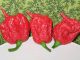EE.UU. advierte de un brote de salmonela con 345 casos por jalapeños procedentes de México Un hombre que participaba en un concurso de chiles picantes sufrió el primer caso registrado del síndrome de vasoconstricción cerebral reversible.(foto de twitter).