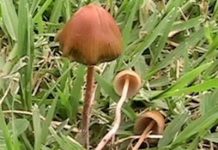 Primero fue la marihuana… ¿y ahora los hongos alucinógenos?