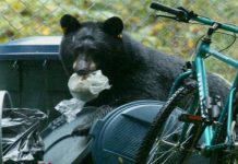 Un oso negro de gran tamaño atacó la madrugada del domingo a una niña de 5 años en el patio trasero de su casa en Gran Junction .(foto de twitter).