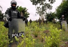 Fotografía de archivo que muestra a policías de Colombia donde prestan seguridad en un cultivo de coca donde se realiza erradicación manual en la vereda El Miedo, en el departamento de Nariño (Colombia).