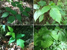 Cómo luchar contra Poison Avy, la planta que puede arruinar tu verano (En el sentido de las agujas del reloj, desde arriba a la izquierda), la hiedra venenosa con bordes lisos; con bordes irregulares; con hojas redondas y con hojas con muescas. Todas las imágenes fueron tomadas en un sendero en un parque estatal en la meseta Cumberland de Tennessee. (Blake Farmer/WPLN)